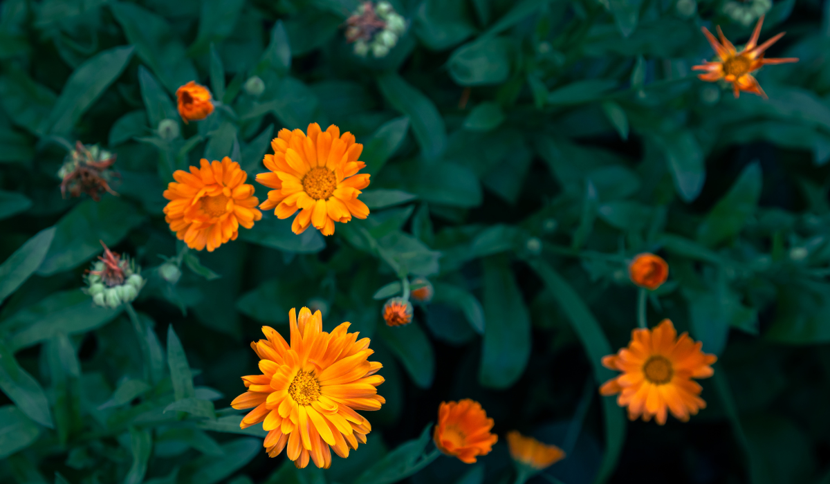 Caléndula: una fuente de salud y belleza