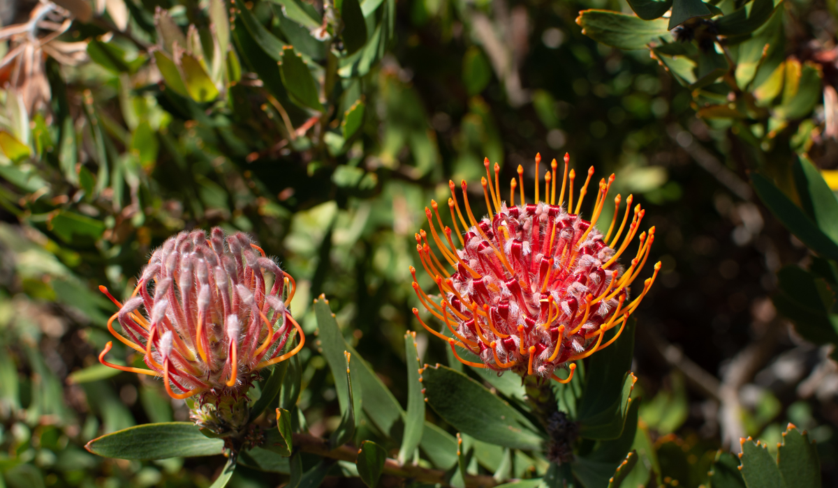 Drosera: un remedio natural al alcance de todos